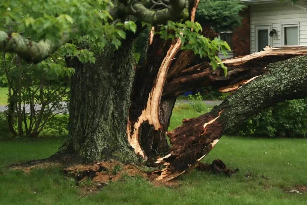 Crafting Web Designs That Showcase the Importance of Tree Maintenance