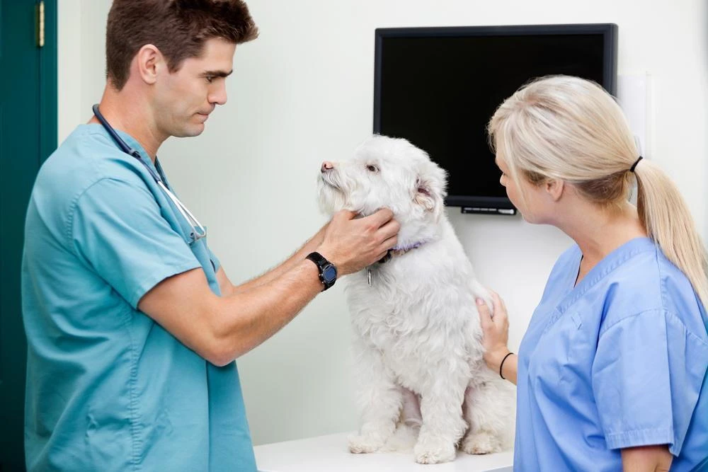understanding pet euthanasia process