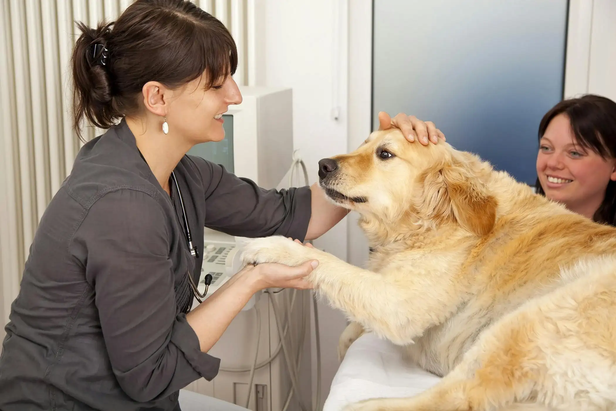 Benefits of Clear Online Veterinary Advice for Dog Owners Facing Scooting Concerns
